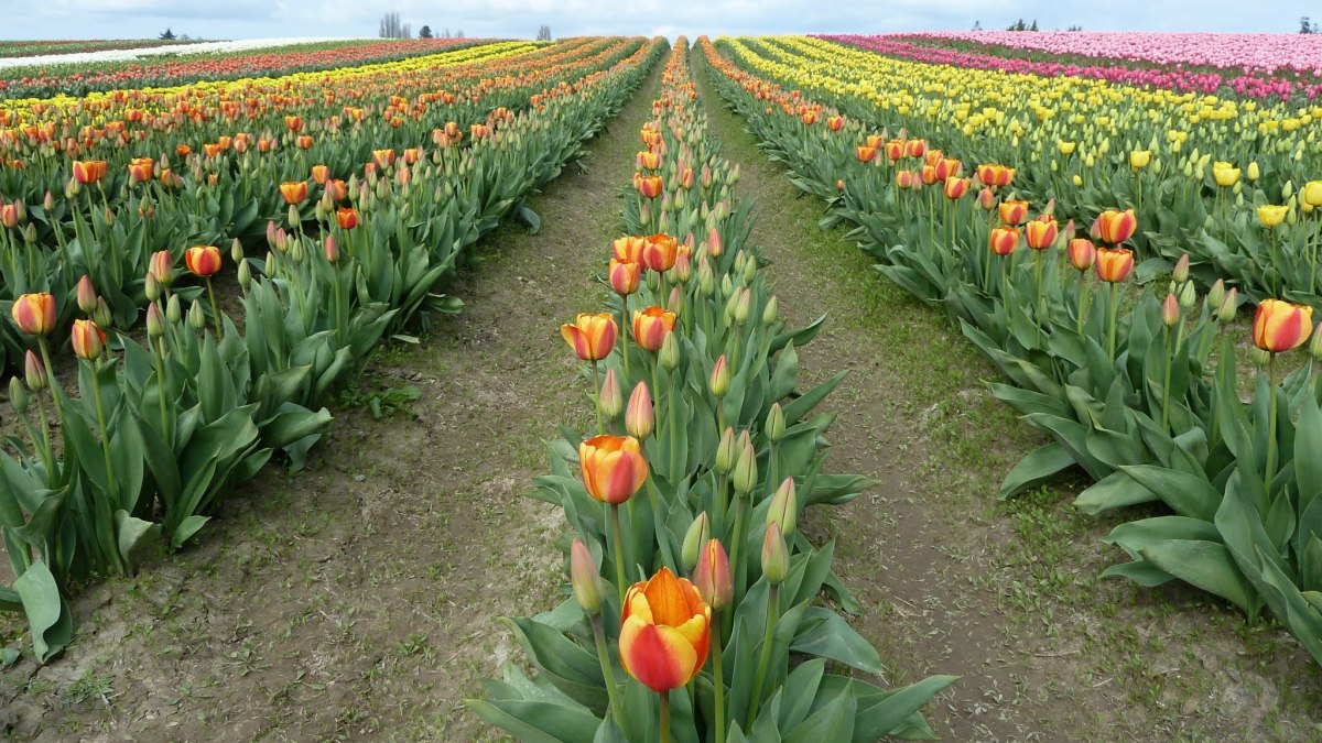 Spring Renewal, Huh?